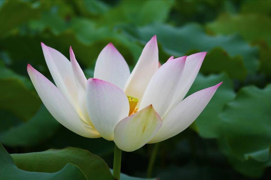 70句唯美荷花诗词,关于荷花的绝美诗句