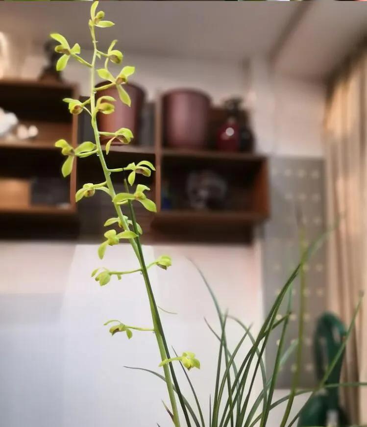 蕙兰老八种图片,蕙兰新八种图片高清