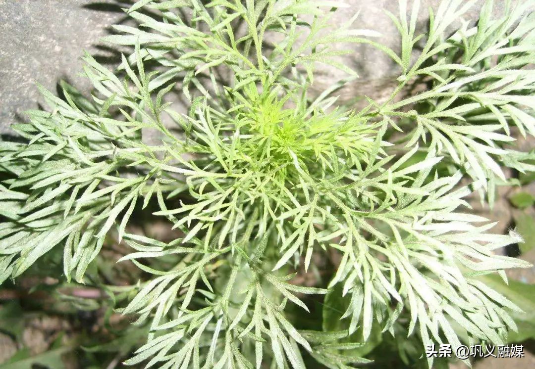 河南巩义的野菜大全,巩义四月份的山间野菜