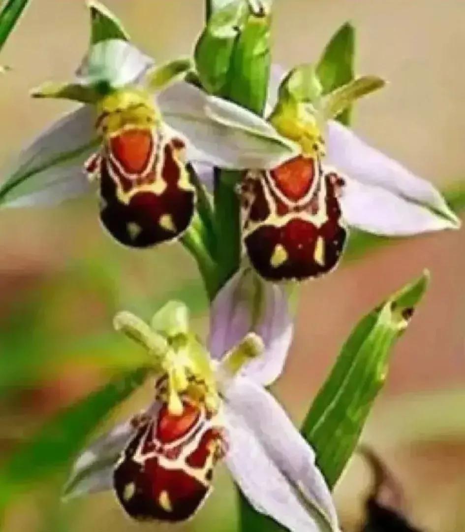 兰花的唯美图片,珍稀兰花各色大全