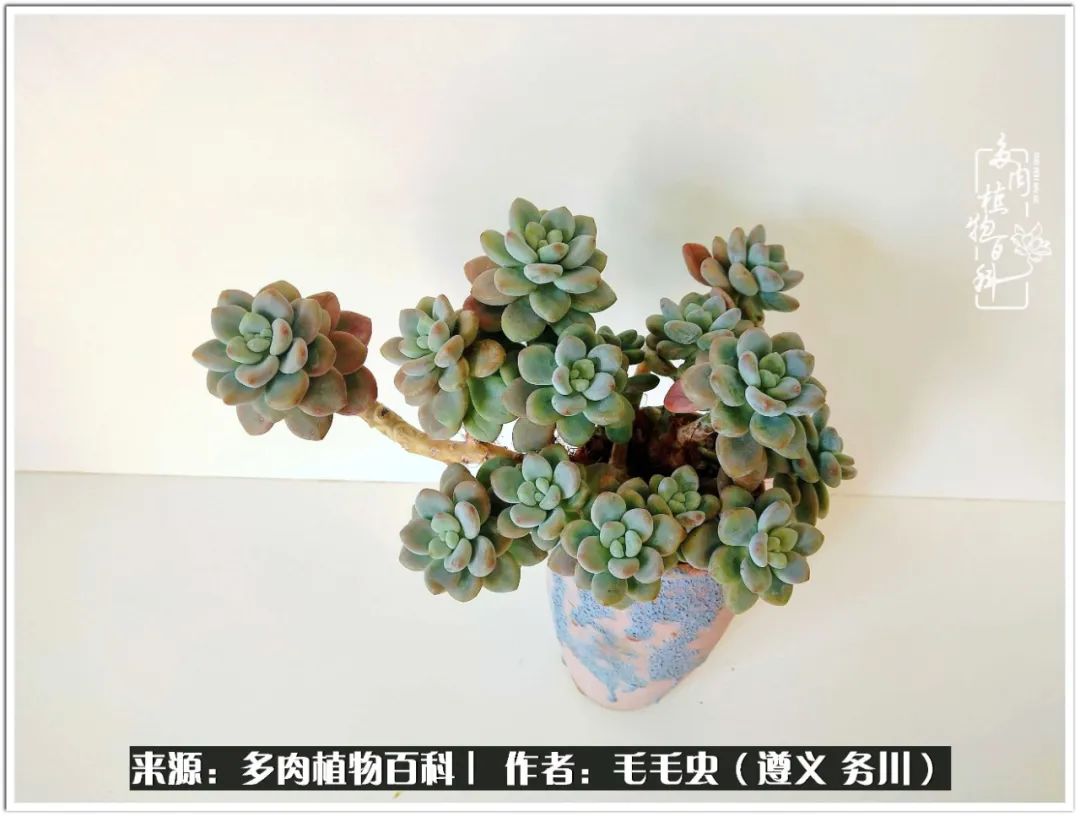 多肉可抵岁月,多肉之花语