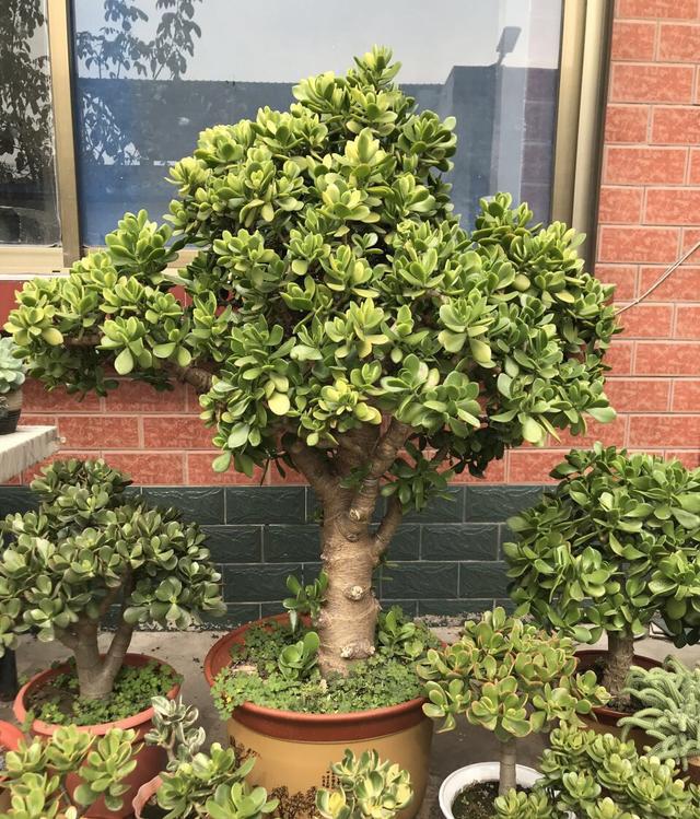 养在家里富贵花有哪些品种,盆栽富贵花怎么种植最好