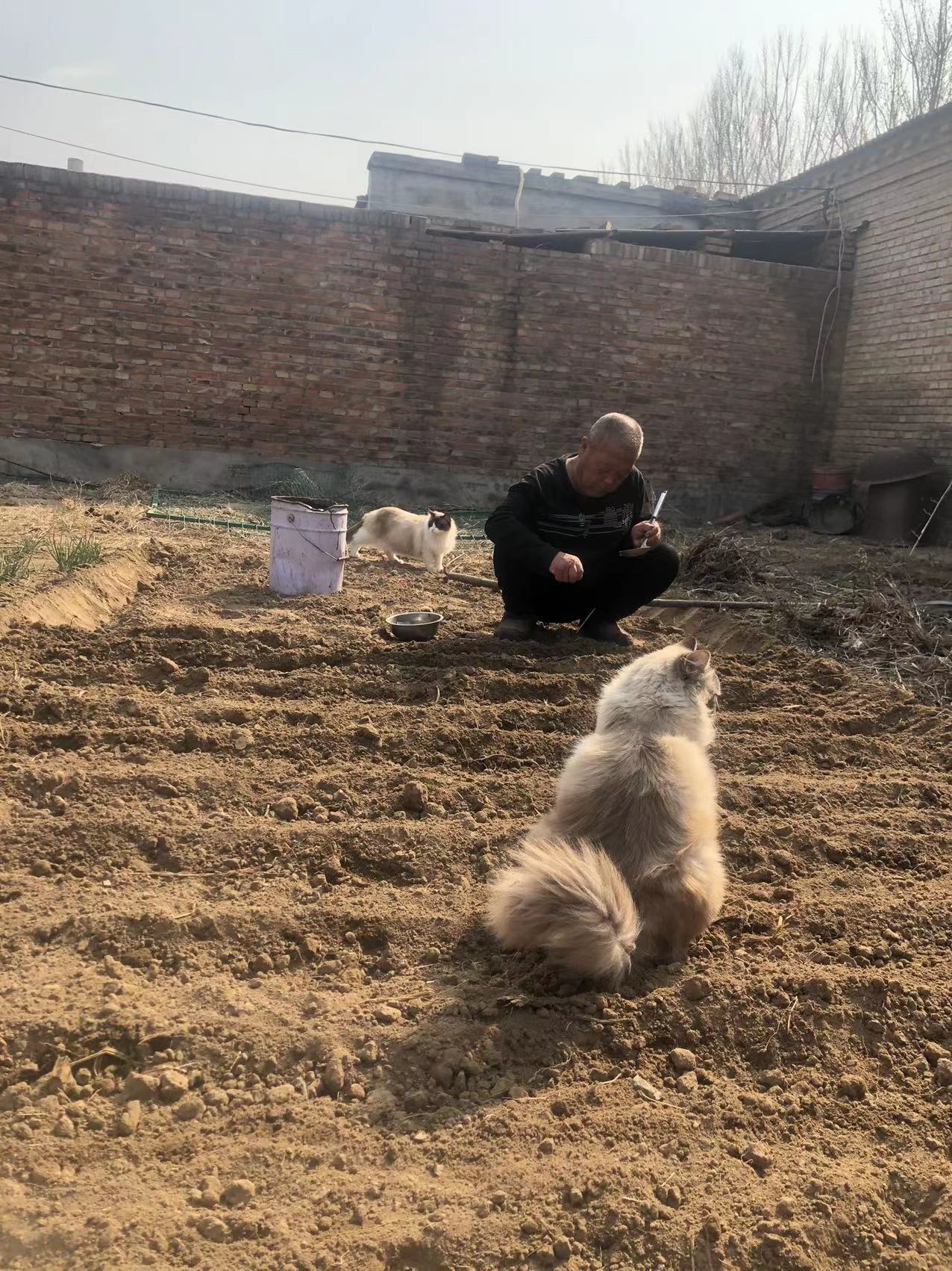 猫咪的陪伴作文,猫咪的陪伴感悟