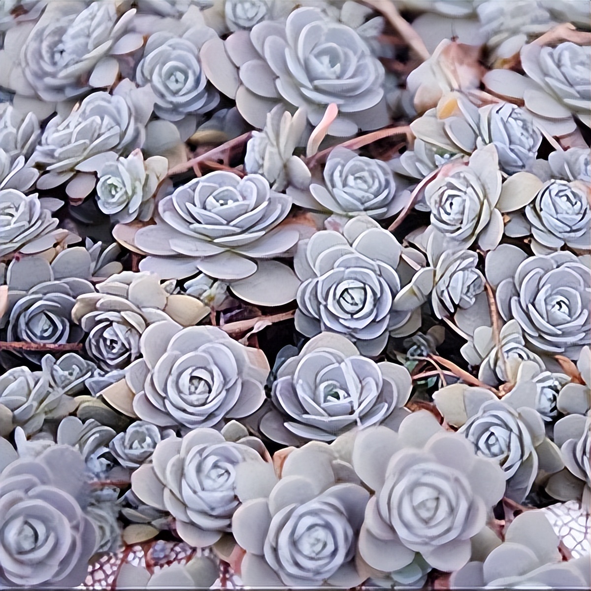 102个大类近500个多肉植物图片，都极其美丽，建议在家中也养一盆