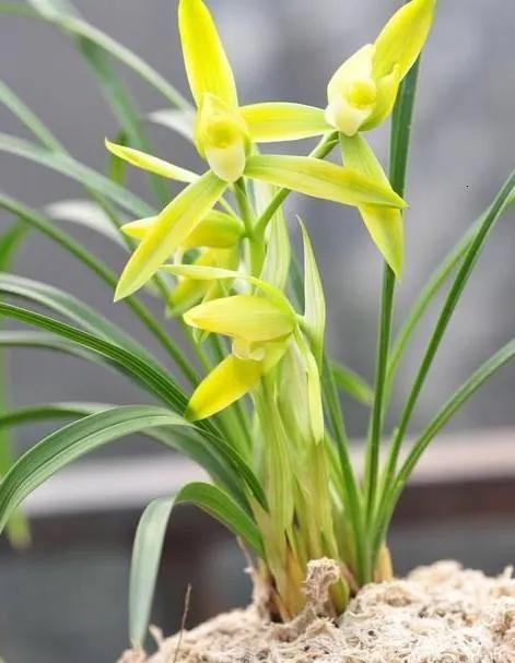 兰花品种大全四川,兰花品种鉴别方法