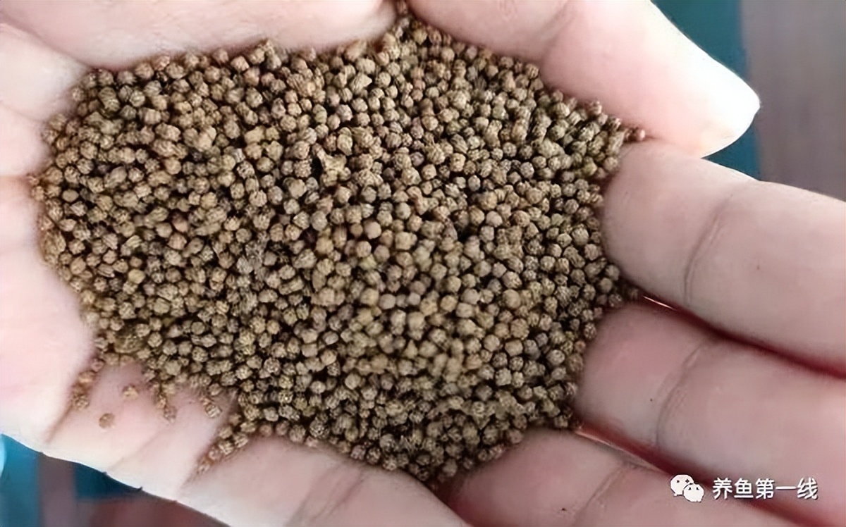 各种养殖鱼饲料需要的脂肪含量,鱼类饲料中需要哪些添加剂成分