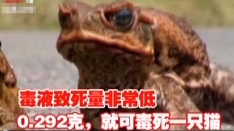 海南4岁女孩腹痛,海南女孩晕倒