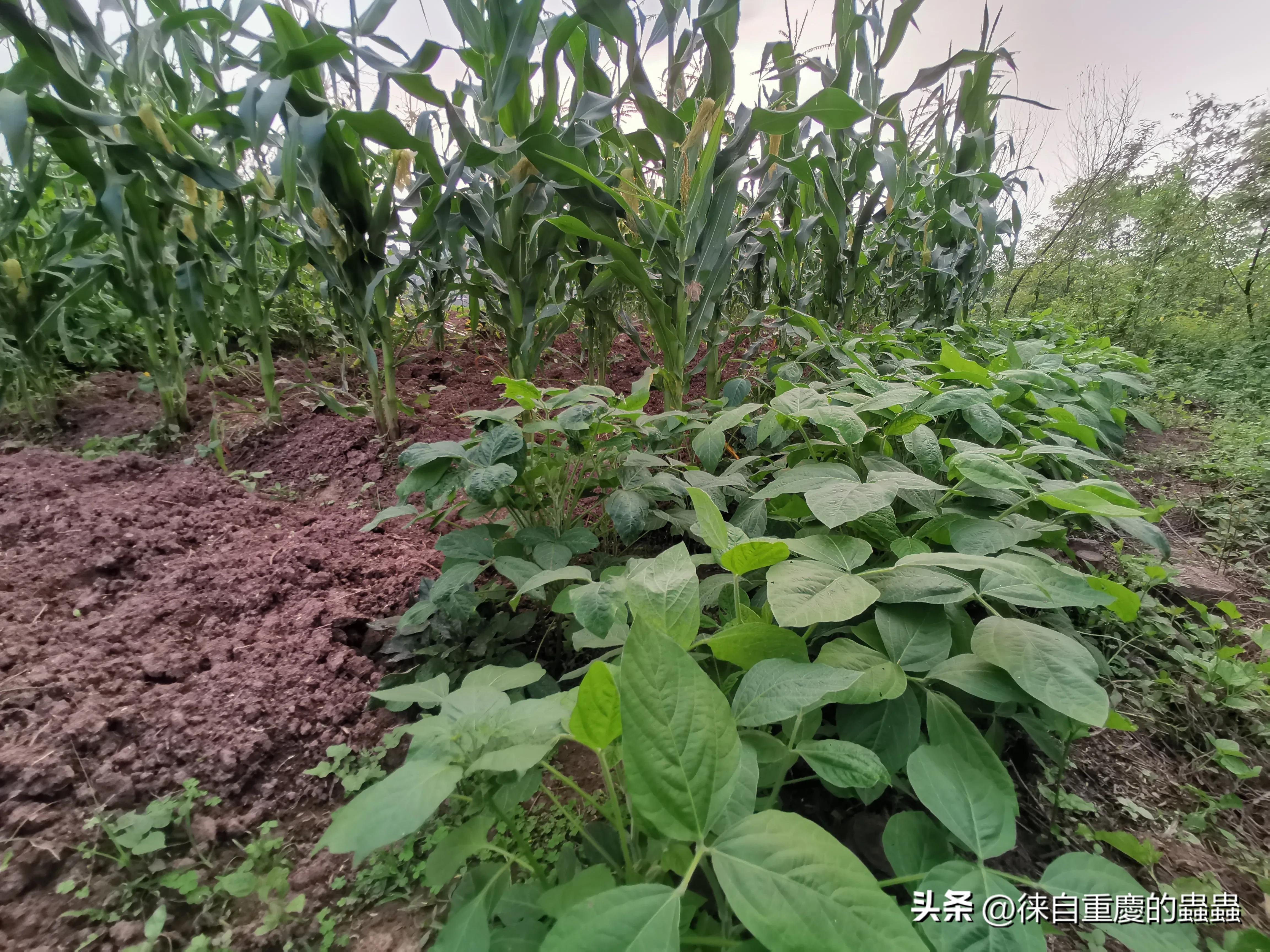 漫漫人生路——因身高矮小体育选修课成了麻烦