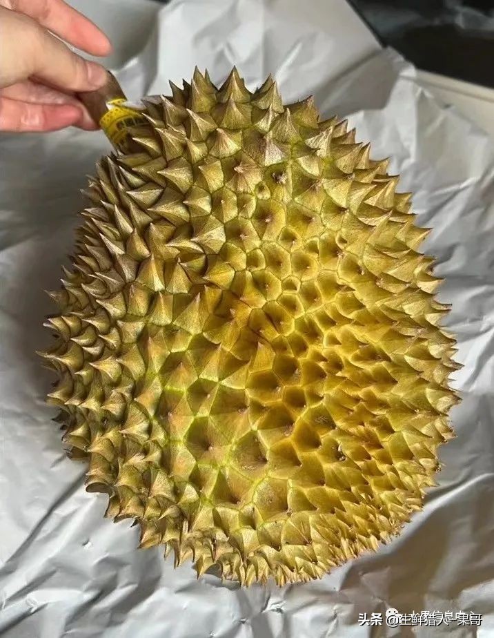 越南产地榴莲最新价格,越南榴莲品种视频