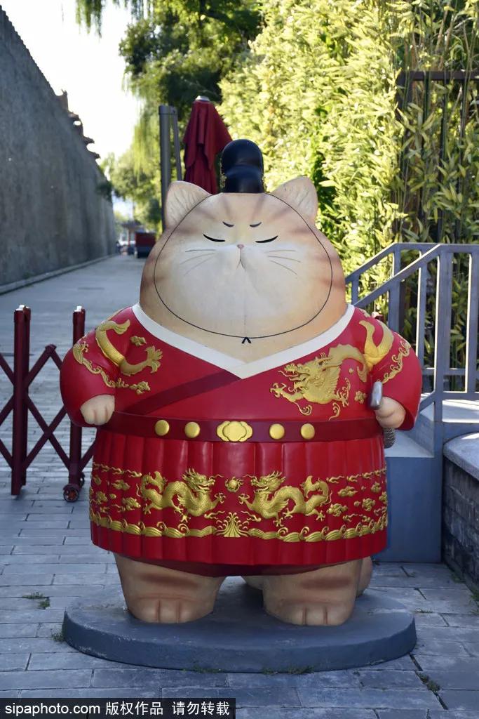 北京故宫的猫为什么叫御猫,故宫最萌的猫是什么猫