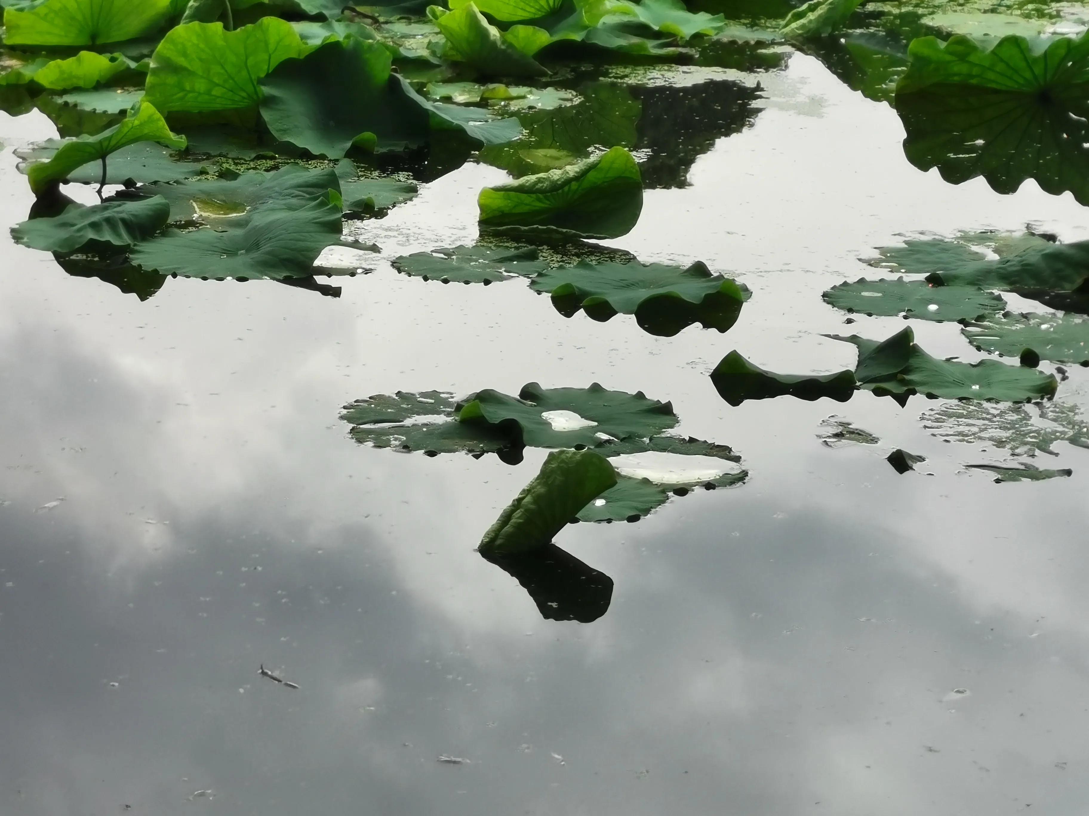 昆明一年四季有什么美景,昆明值得去的美景
