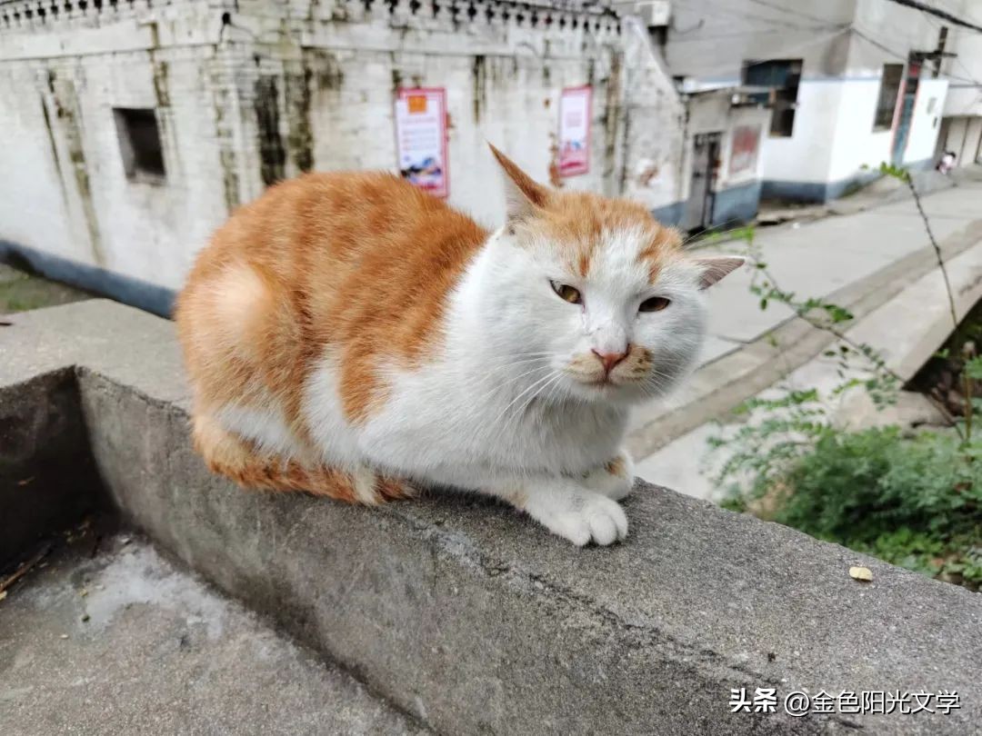 小学作文心爱之物点评,心爱之物300字作文