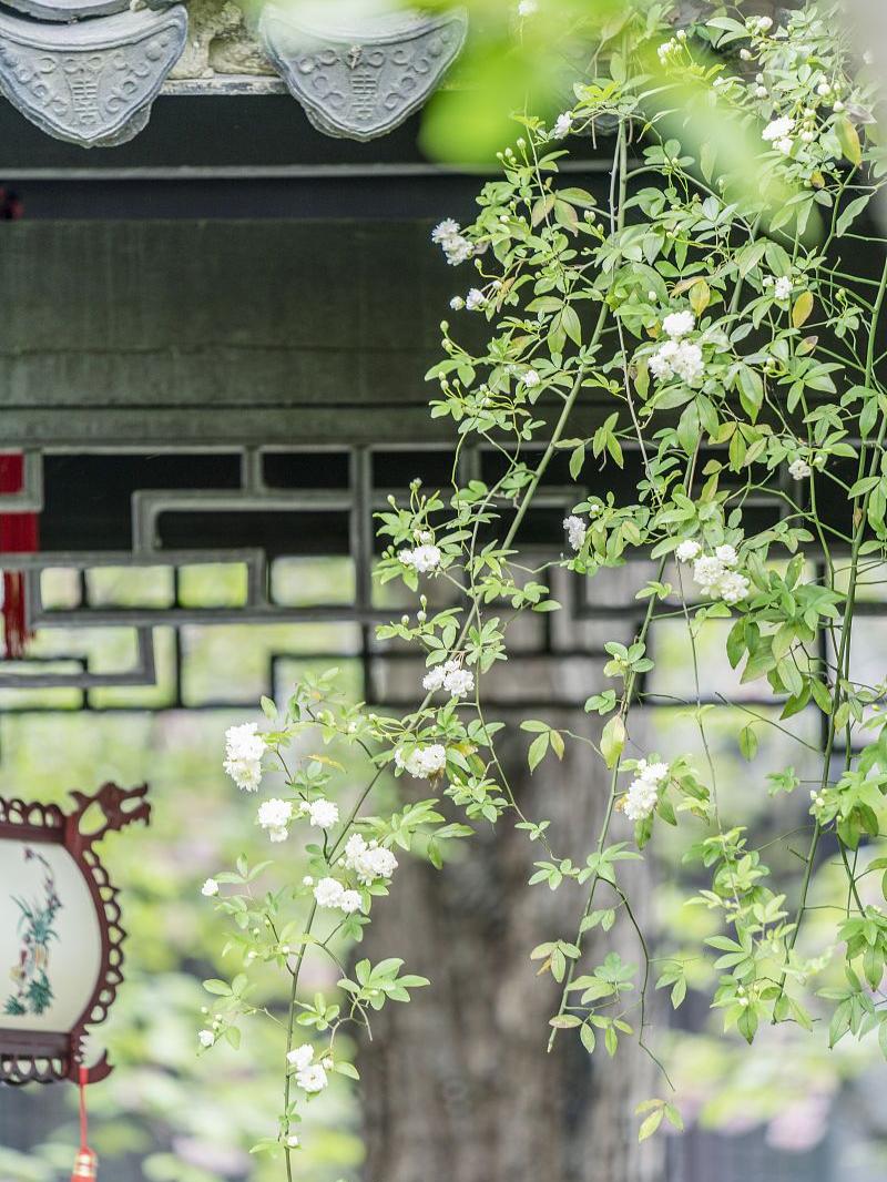 诗人自述创作情景的两首小诗，格调轻松，语句诙谐，尽显旷达洒脱