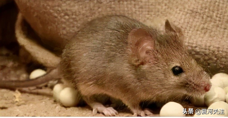 预防流行性出血热视频,幼儿园出血热疾病预防