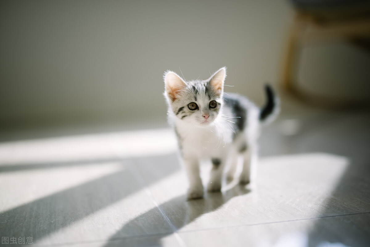 猫——忆童年（二）