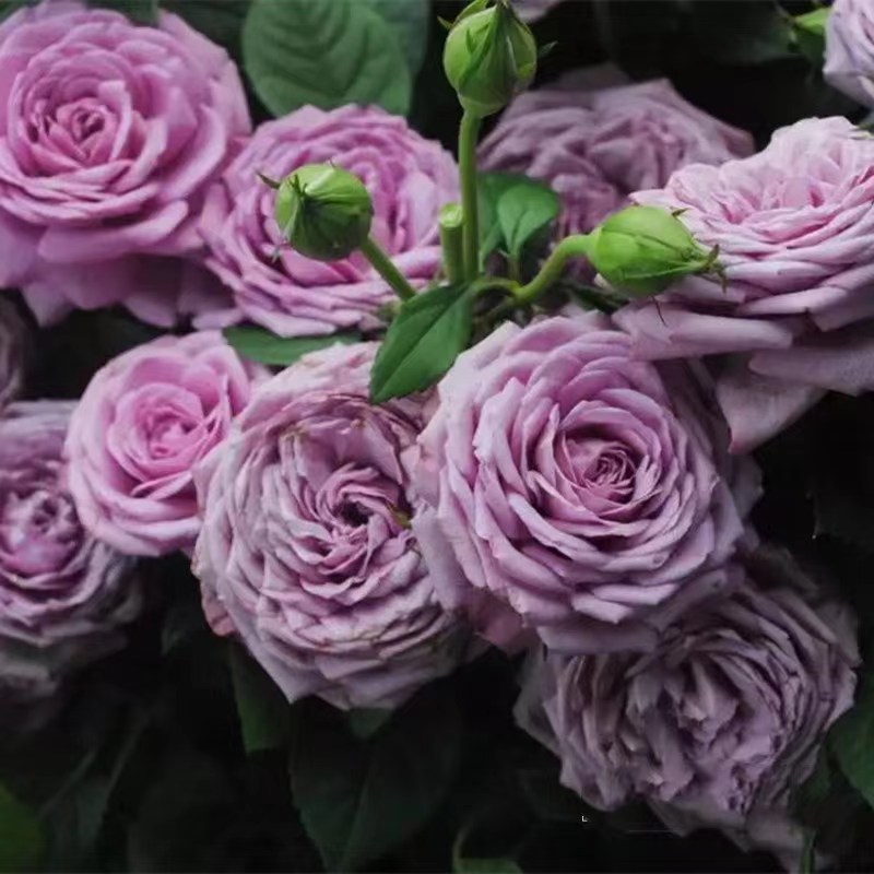 精致又温馨的小阳台,漂亮阳台月季花