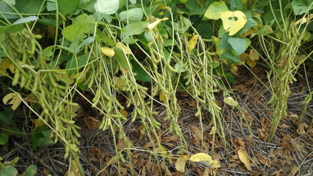 五谷杂粮食物图片大全大图,五谷杂粮图片大全大图真实