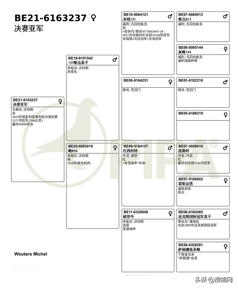 最新公棚鸽王冠军,维多利亚冠军鸽