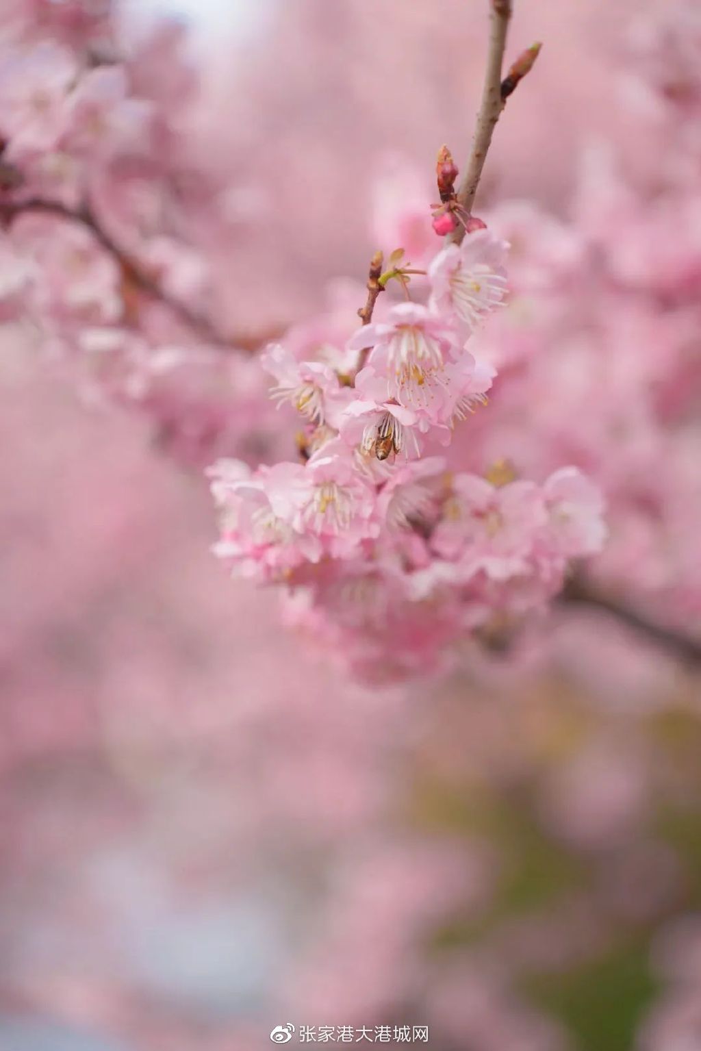 在张家港没钱可以做什么生意,张家港50万能做什么