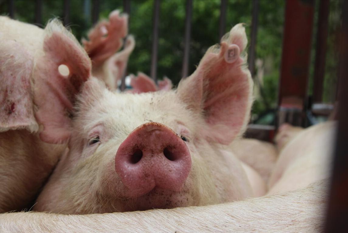 猪水肿病怎么治疗最快,猪水肿病的治疗良方