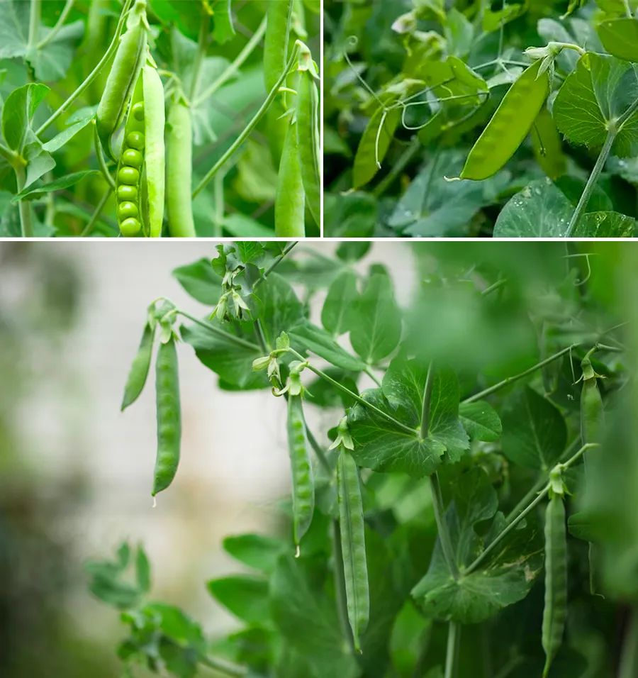 儿童画藤蔓豌豆,儿童画教程2017