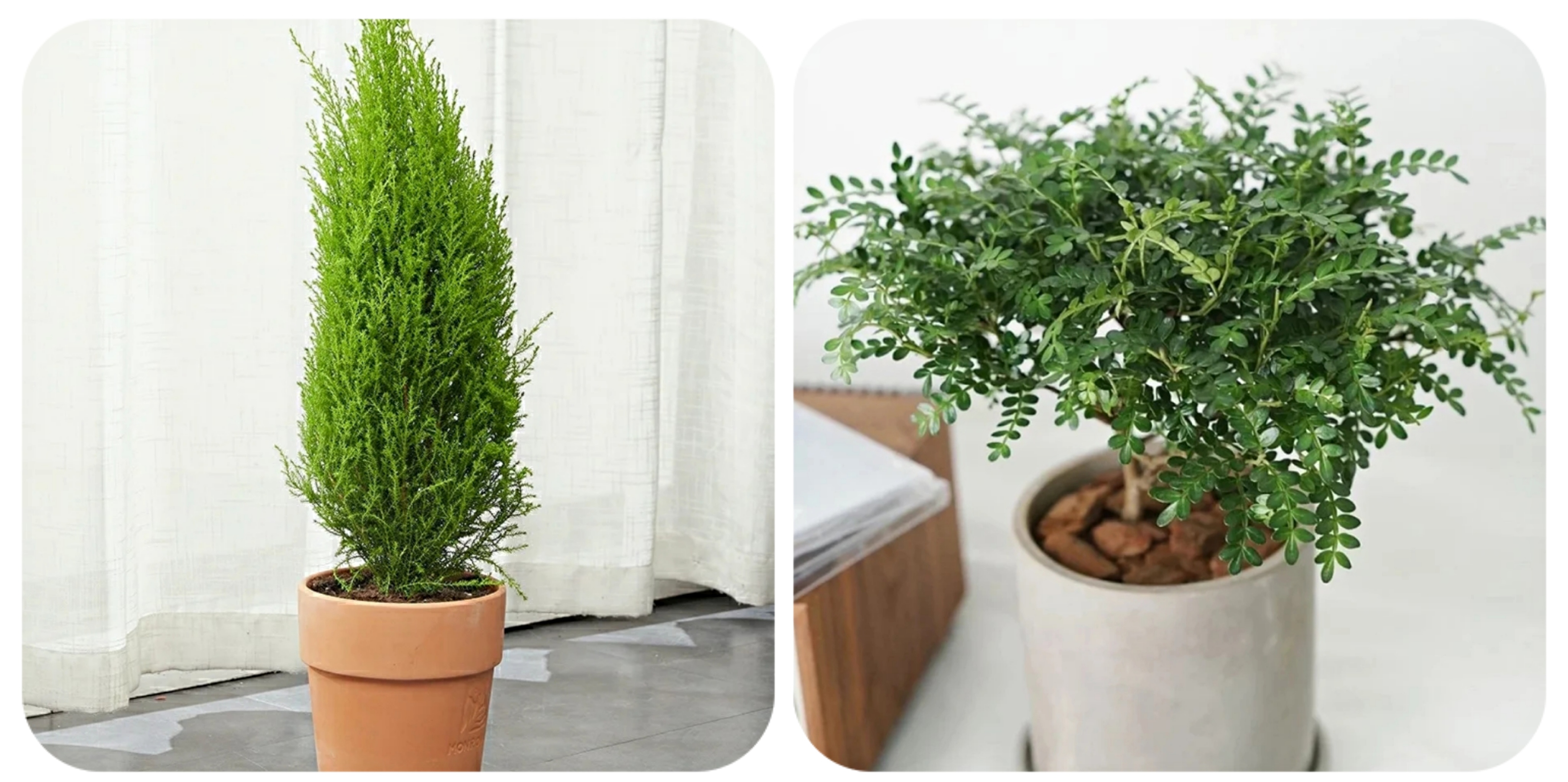 阳台上可以种什么蔬果,阳台上适合种的蔬果