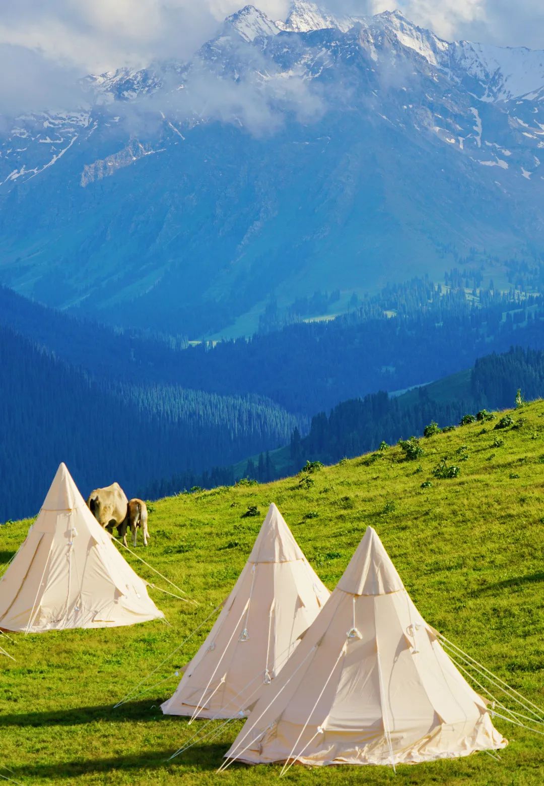 那拉提空中草原雪景照片,大草原的壮丽雪景图