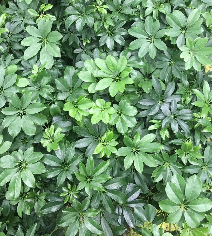 招财树怎么养？记住“4点”，枝叶繁茂四季翠绿，家中财运旺