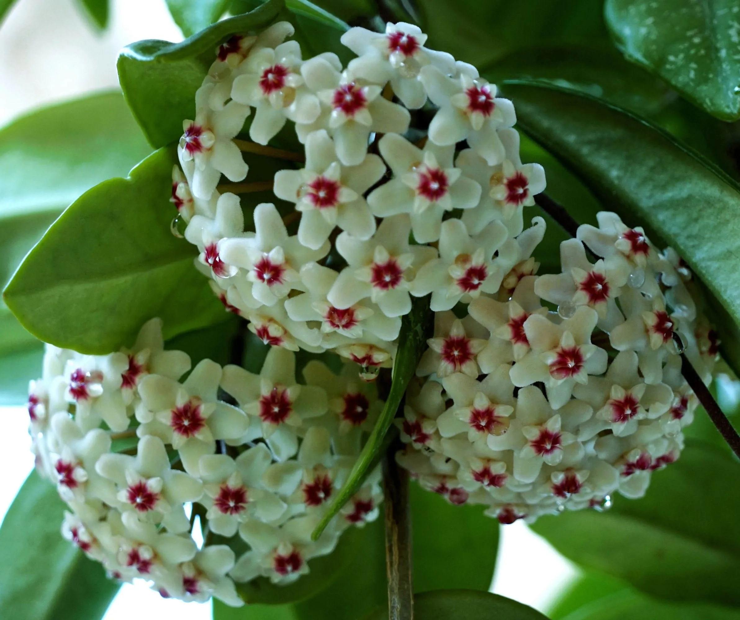 球兰花盛开瞬间,球兰花开完整版