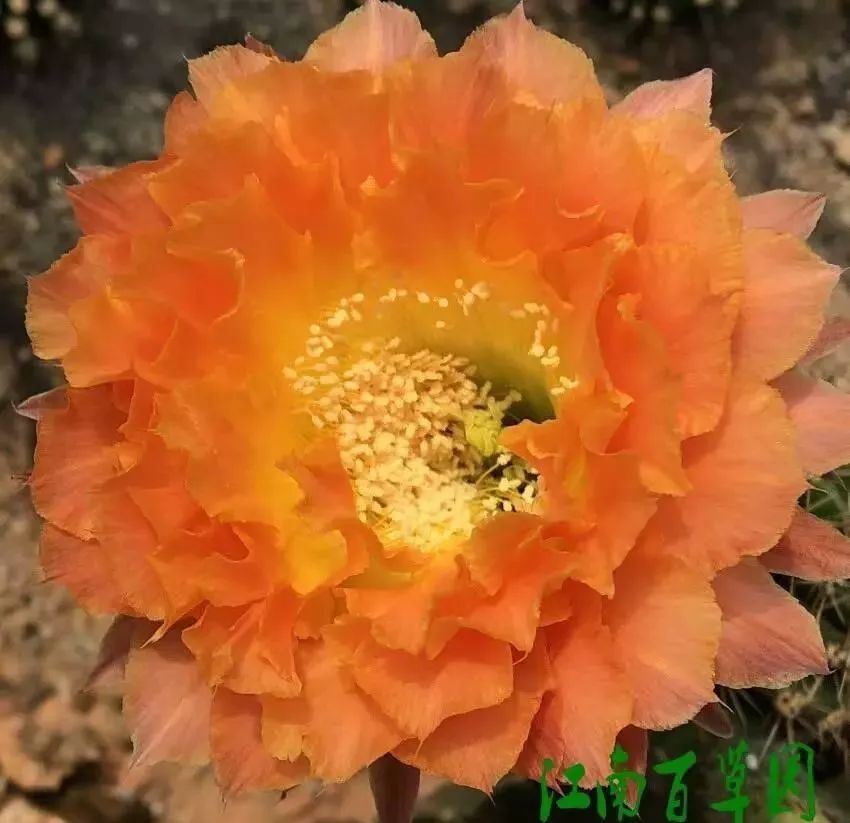 200种·仙人球开花图鉴，大开眼界，美到爆