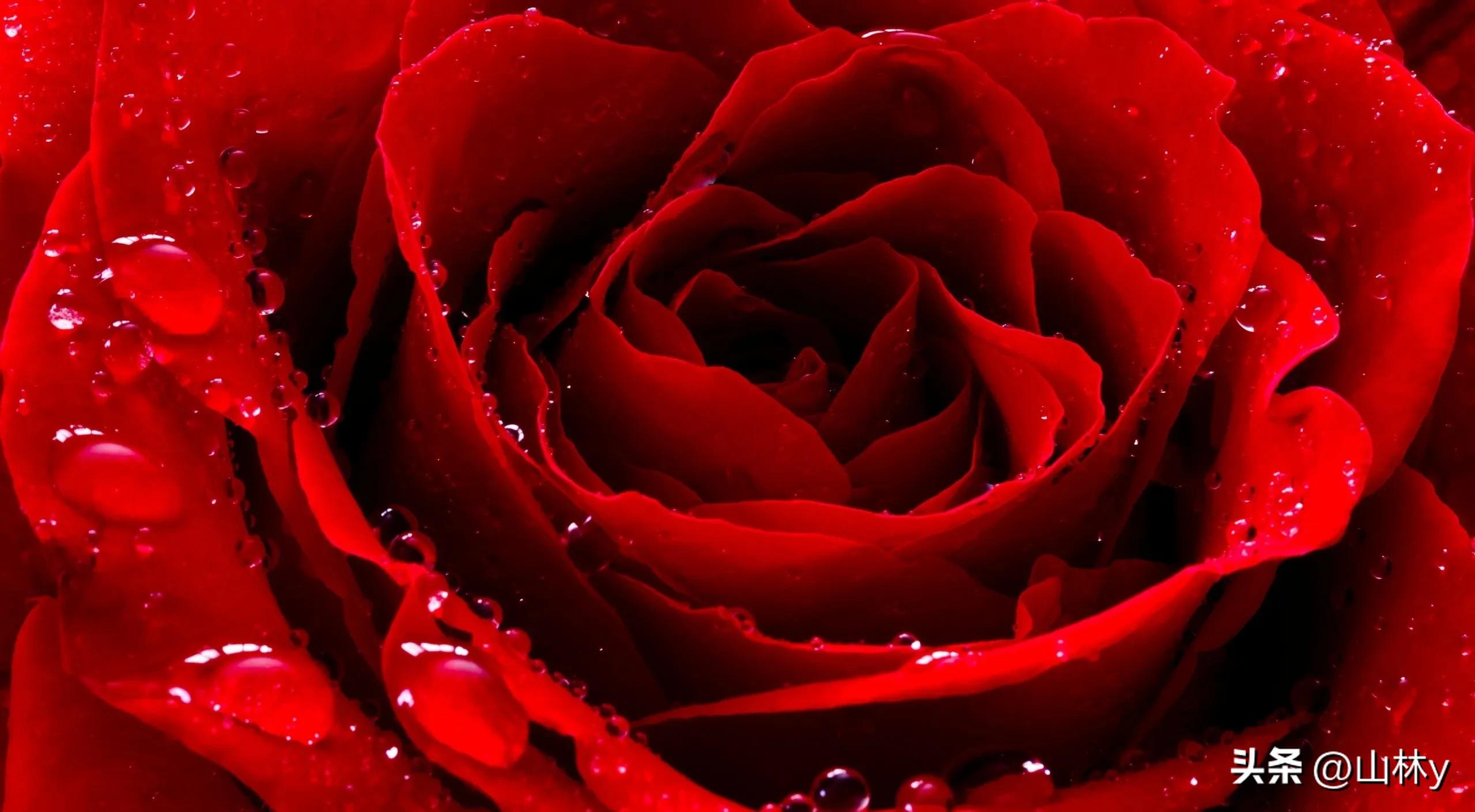 分享玫瑰花的图片,最美的玫瑰花送给最漂亮的你图片