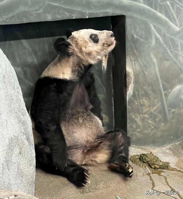 旅外大熊猫丫丫真实现状,旅居海外国宝熊猫