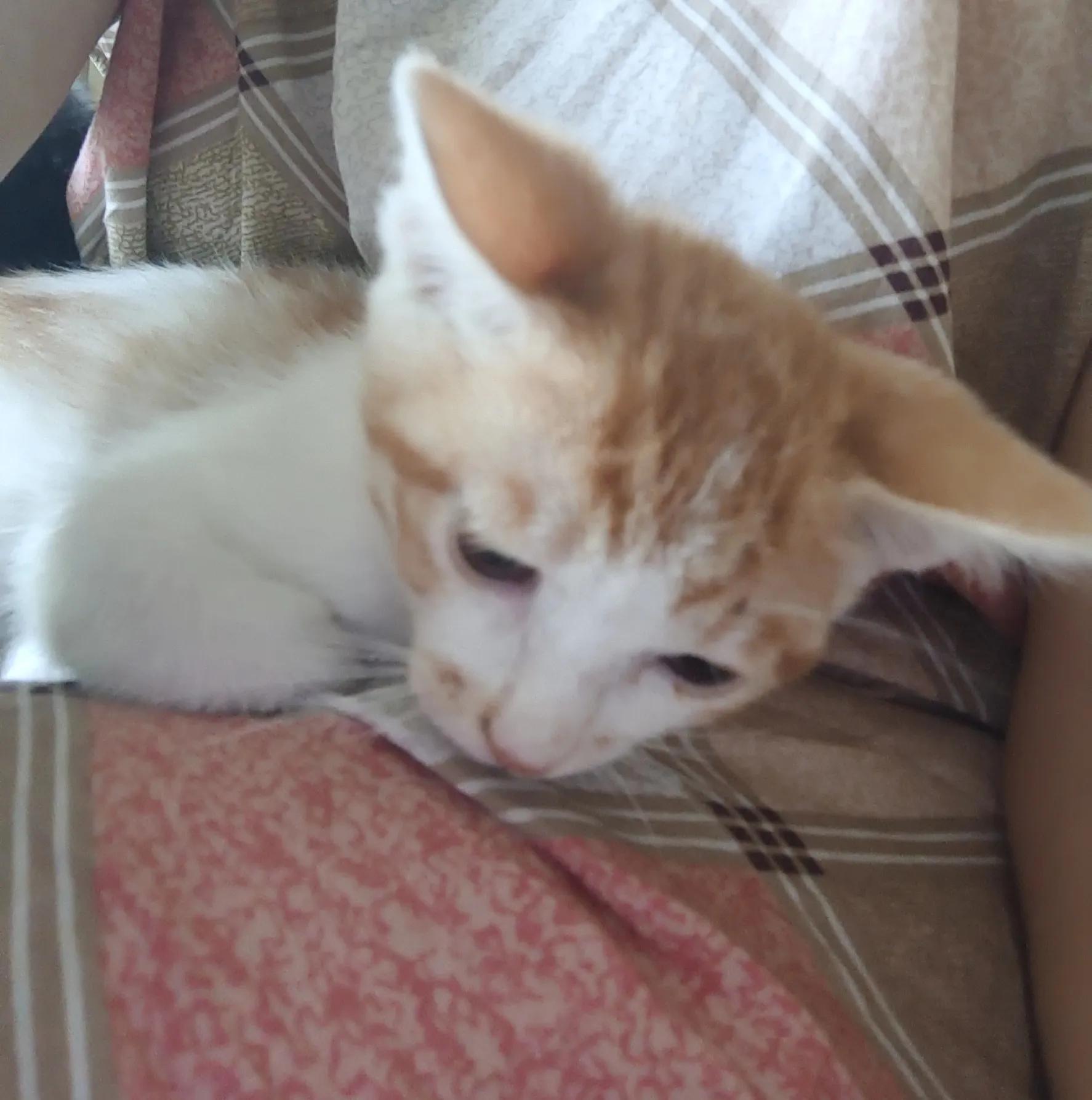 捡了一只小猫怎么养,又捡了一只小野猫怎么办