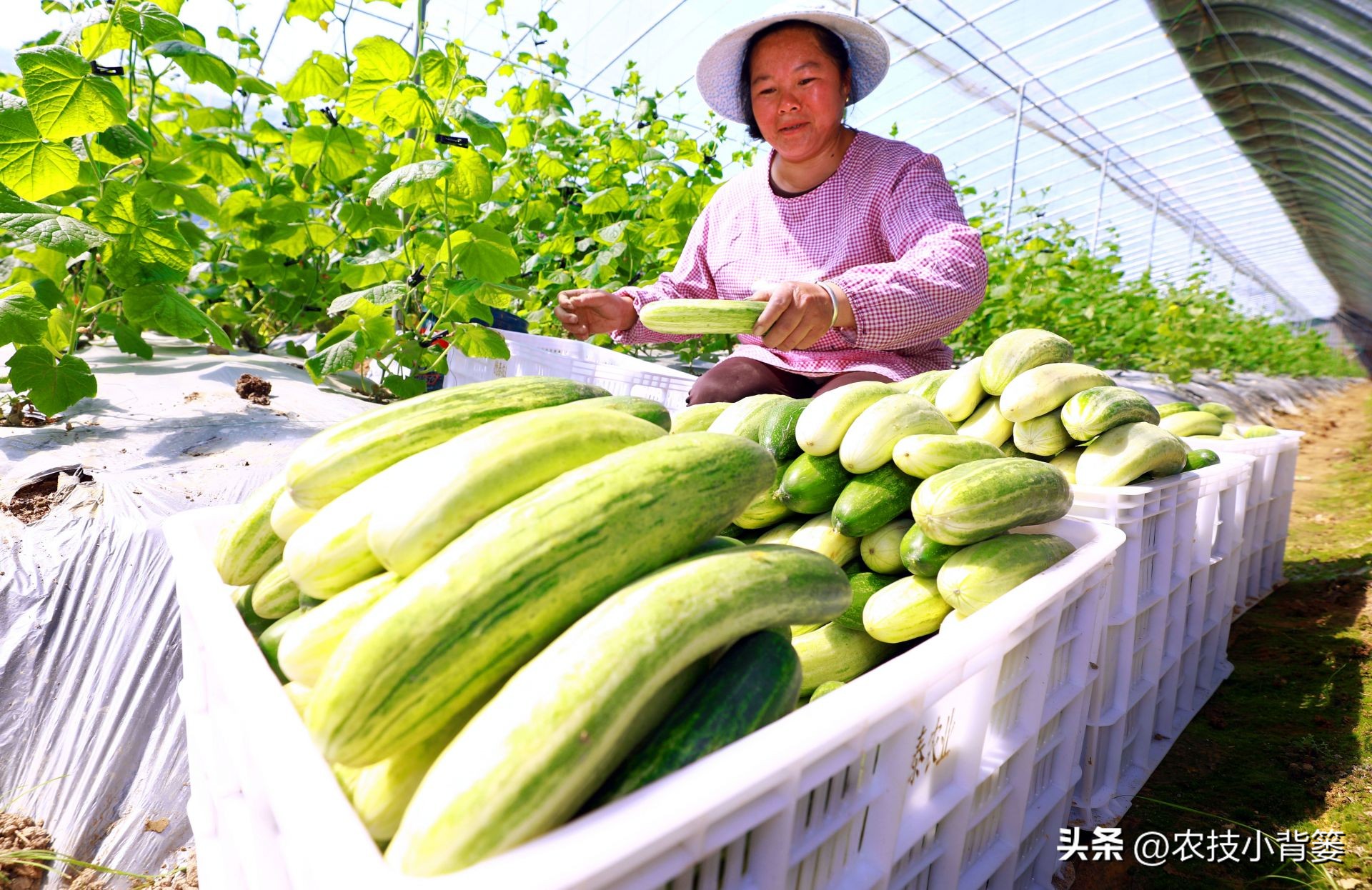 大田作物换茬有什么好处,什么叫轮茬种植
