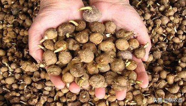 现在农村最贵的药材有哪些,哪一种贵重药材价钱最贵