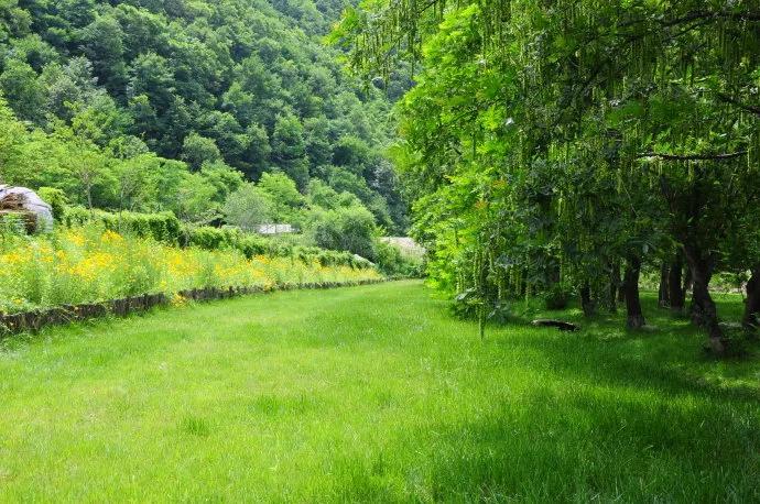 雪花粉″像雪花一样雪白轻盈飞舞吗？一日三餐四季皆有深情厚意