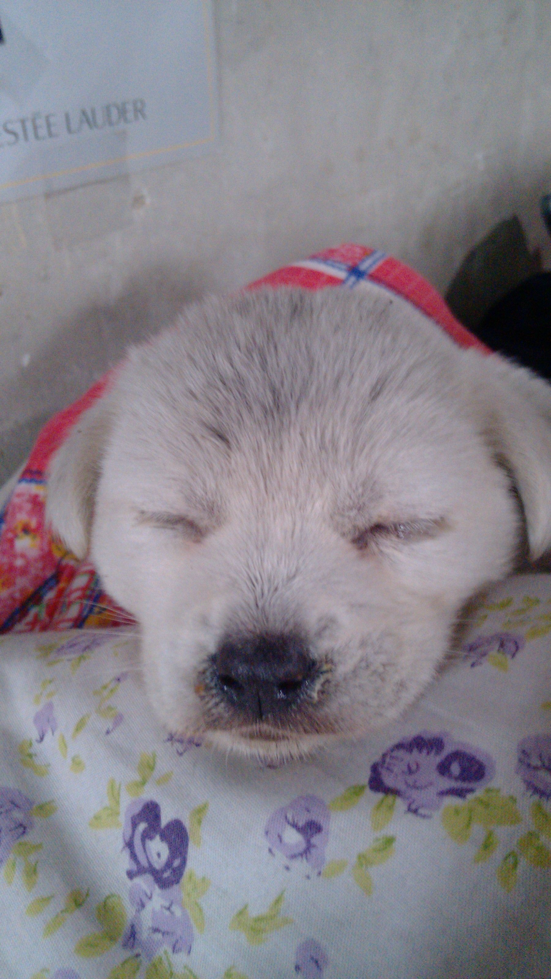 如何挑选幼犬？下面4个方法，让你养到心仪的狗狗