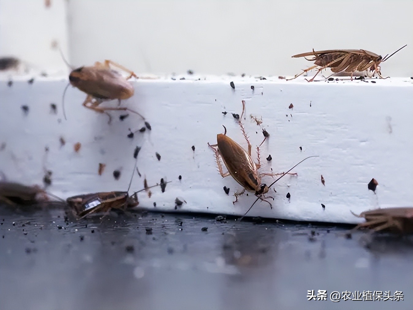 外来入侵物种动物名单,外来物种昆虫有哪些