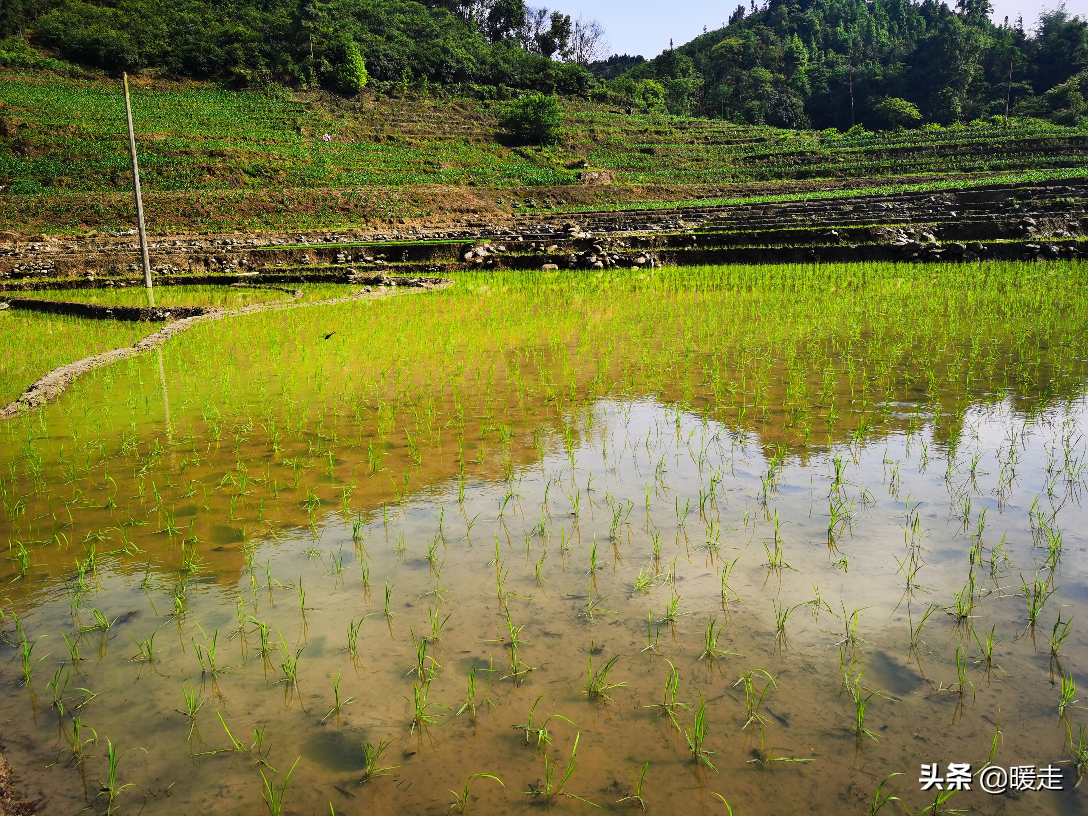广西农民种田,乡村种田的生活视频