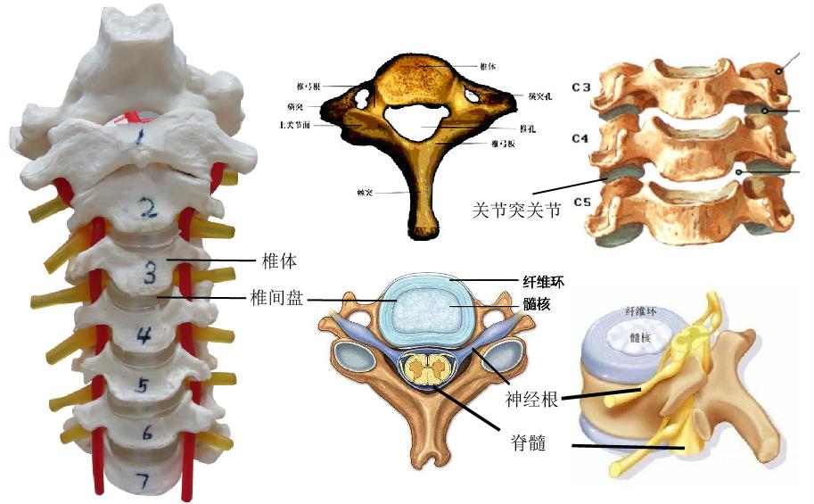颈痛的最佳治疗方法,最近肩颈疼是什么病毒