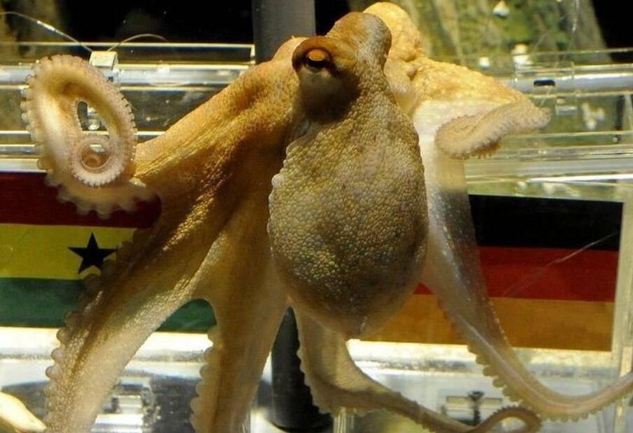 章鱼保罗预言欧洲杯,巴西世界杯章鱼保罗