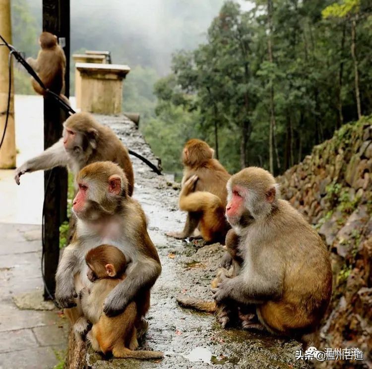 温州市2022年人口最多的镇,温州市各乡镇人口排名