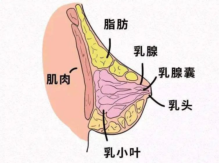 乳腺癌luminalA类型晚期生存率,早期乳腺癌luminala型10年生存率