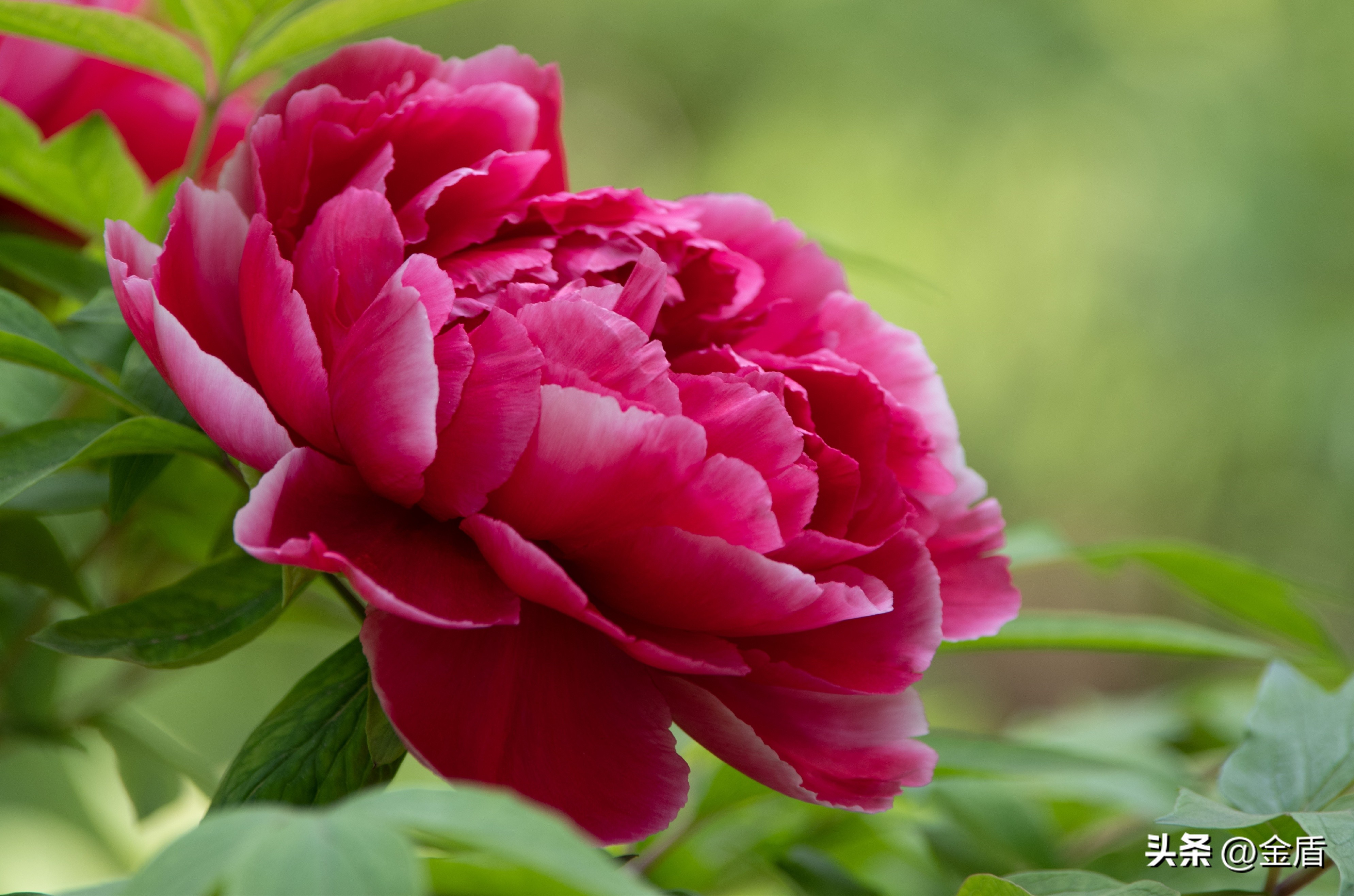 牡丹放在人面前人们会说雍容华贵,雍容华贵的国之牡丹惊艳了世界