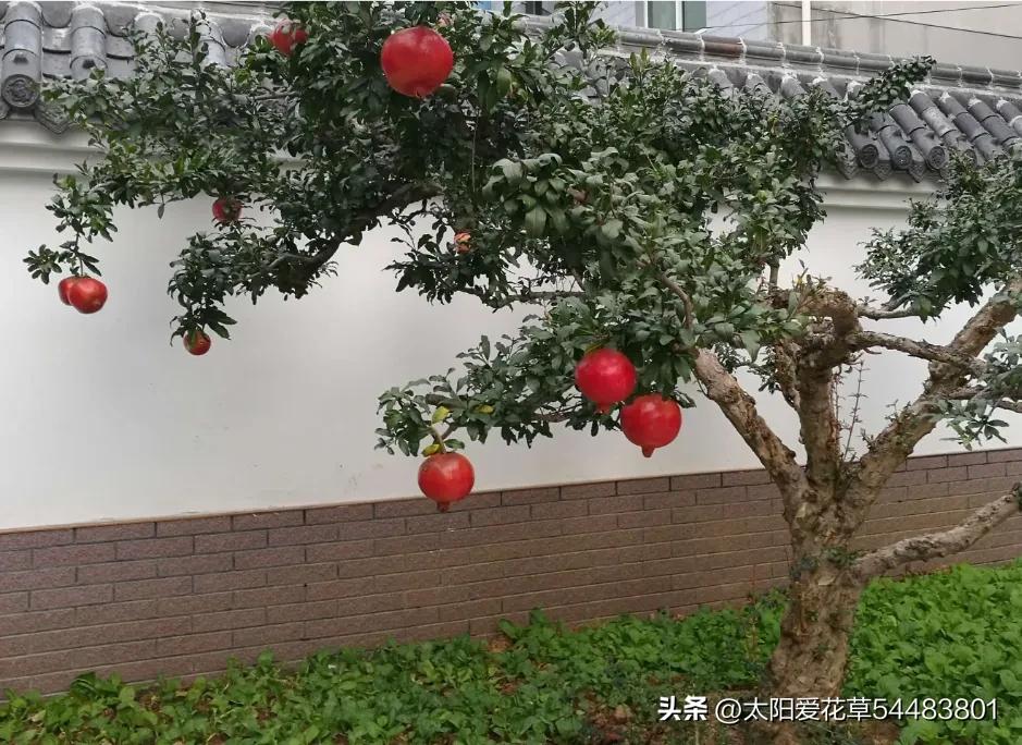 种树风水讲究五棵,院中种哪五种树最好风水