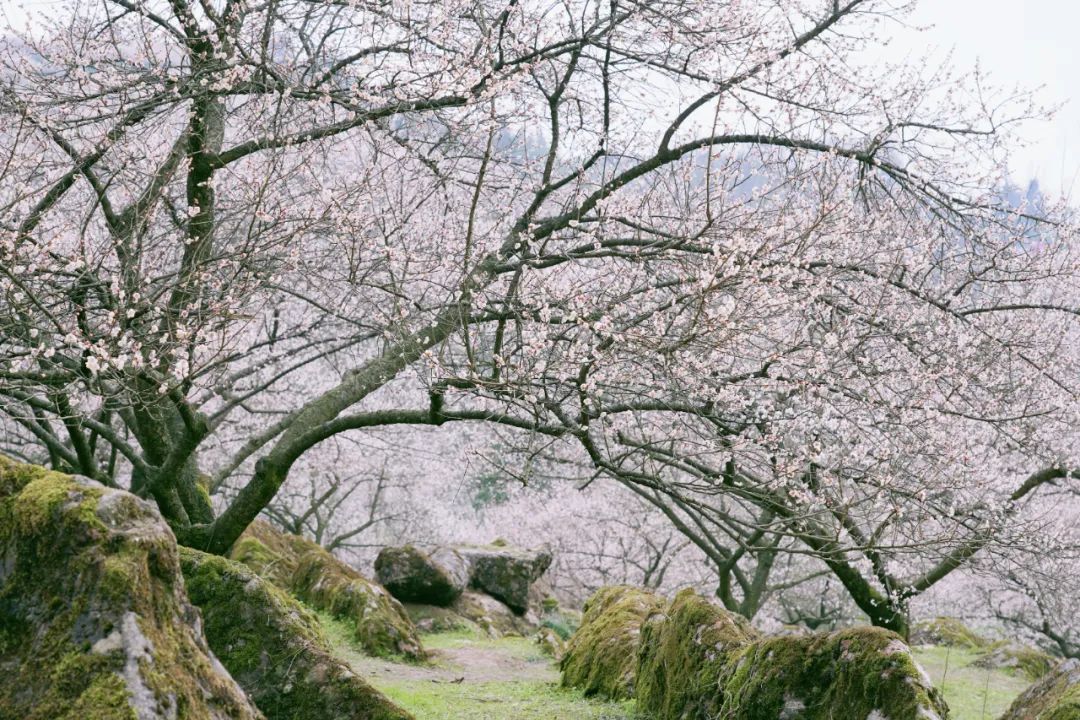 1.5h刹拢！被誉为川版“花城”，这个宝藏好耍地美得不像话