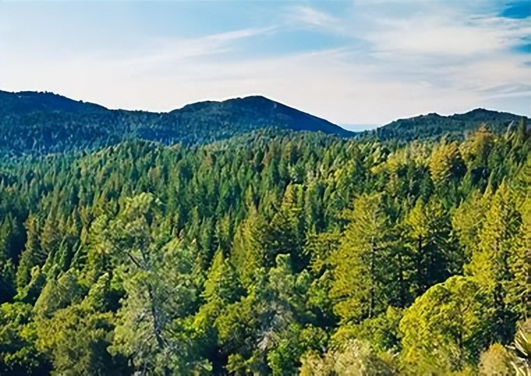 利用林业资源带动经济发展的举措,利用与发展