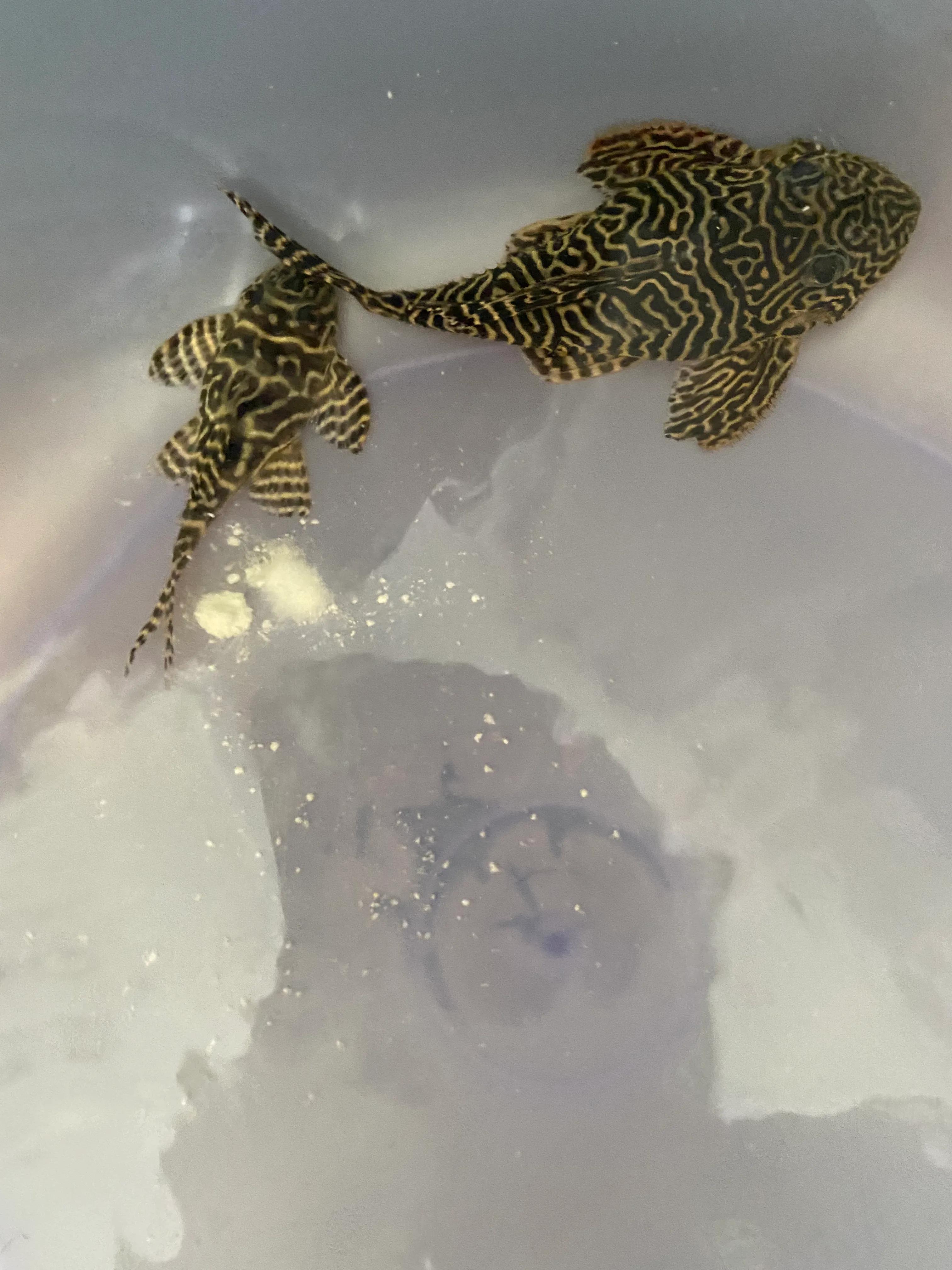 异型鱼腹水停食,异型鱼腹水怎么治