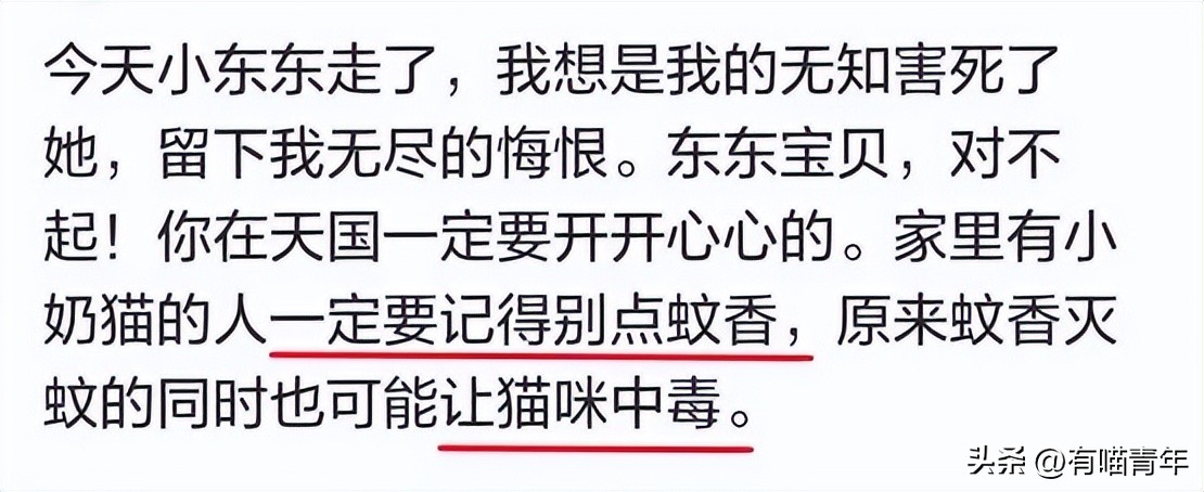 养猫不能放蟑螂药怎么办,养猫不能用的驱蚊方法