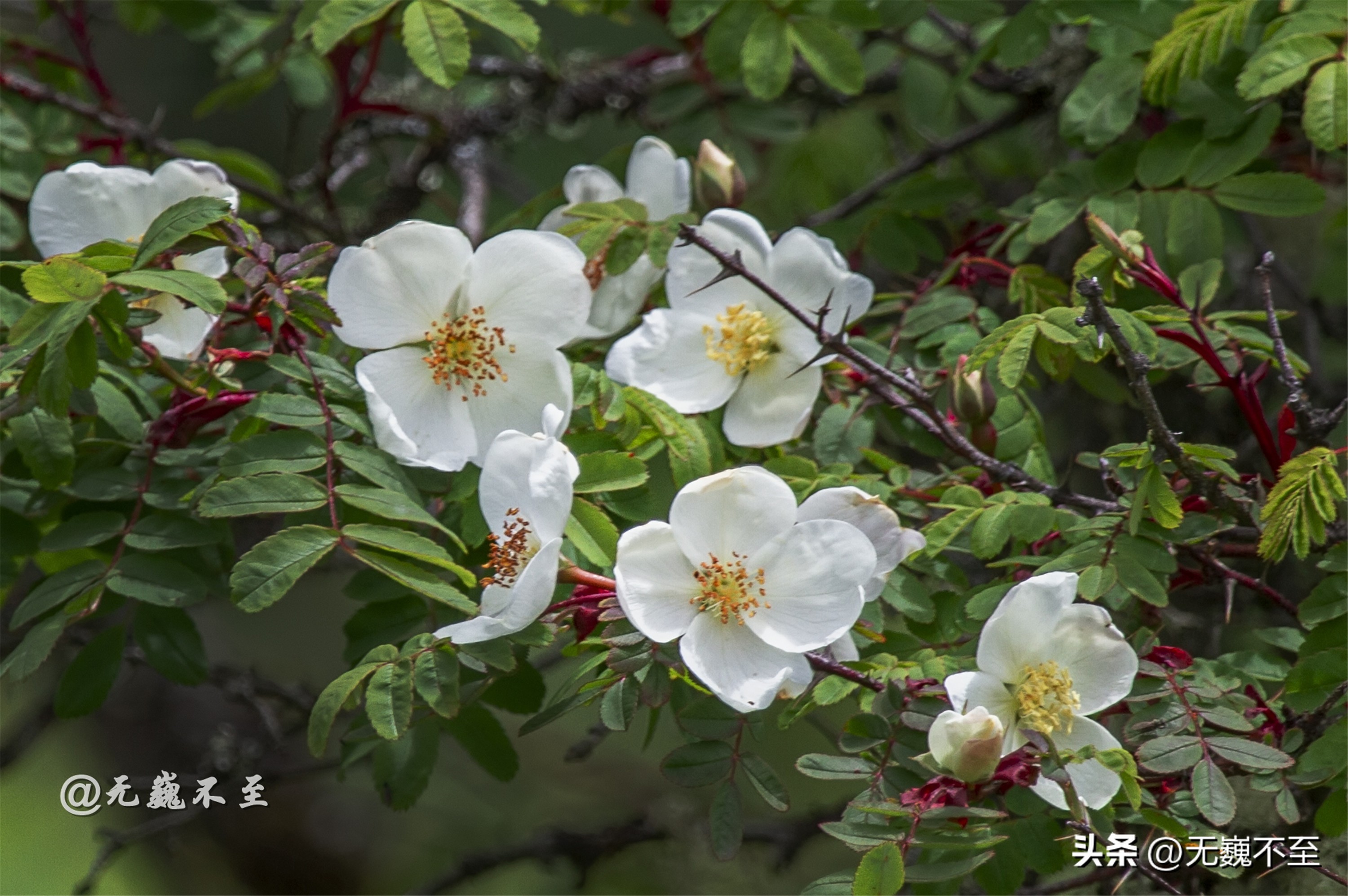 九顶归来不看花，但是这些花名你知道吗？科普一下不就认识啦